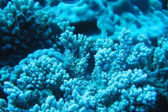 Reef Renewal Fund